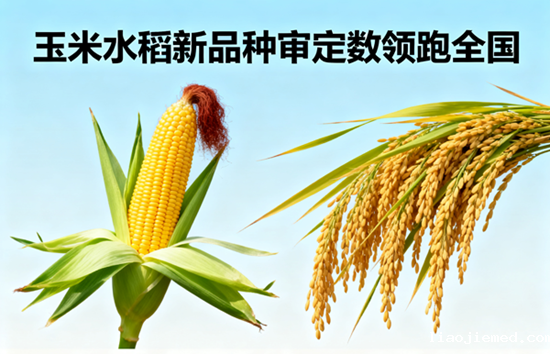 中国中化基因编辑技术突破：玉米水稻新品种审定数领跑全国
